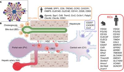 Ontogeny, functions and reprogramming of Kupffer cells upon infectious disease